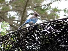 Blue jay perched on ornate metalwork.
