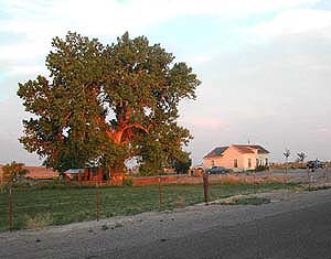 Oak Tree, Fallon, Nevada, USA