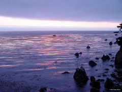 Sunset viewed from the Esalen glade.