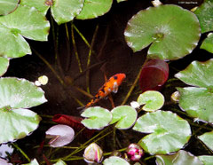 Koi pond with fish and lily pads.