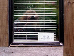 Sign in a window - "Peace Yourself Together"