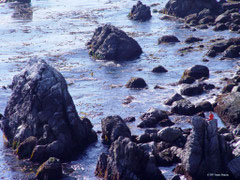 rugged rocky coast - person meditating while sitting on rock